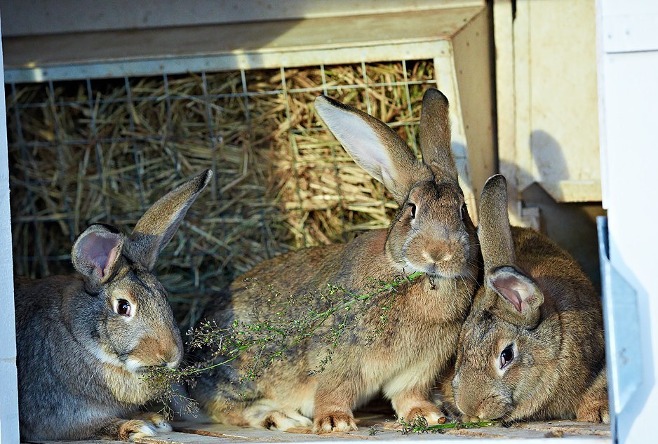 кролики кушают корм
